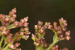 Hairy pinweed